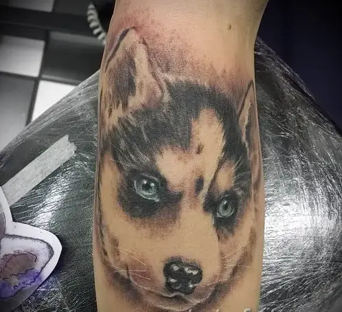3D face of a Husky puppy tattoo on the forearm