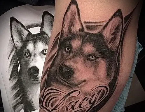 black and gray face of a Husky with name - Lacy tattoo on the leg of a man
