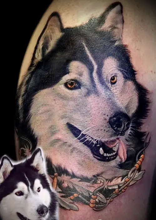 realistic Husky smiling with its tongue sticking out on the side of its mouth with feather collar tattoo on the shoulder of a man