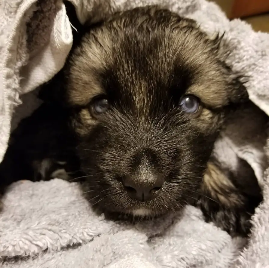 Huskman Shepsky puppy under the towel
