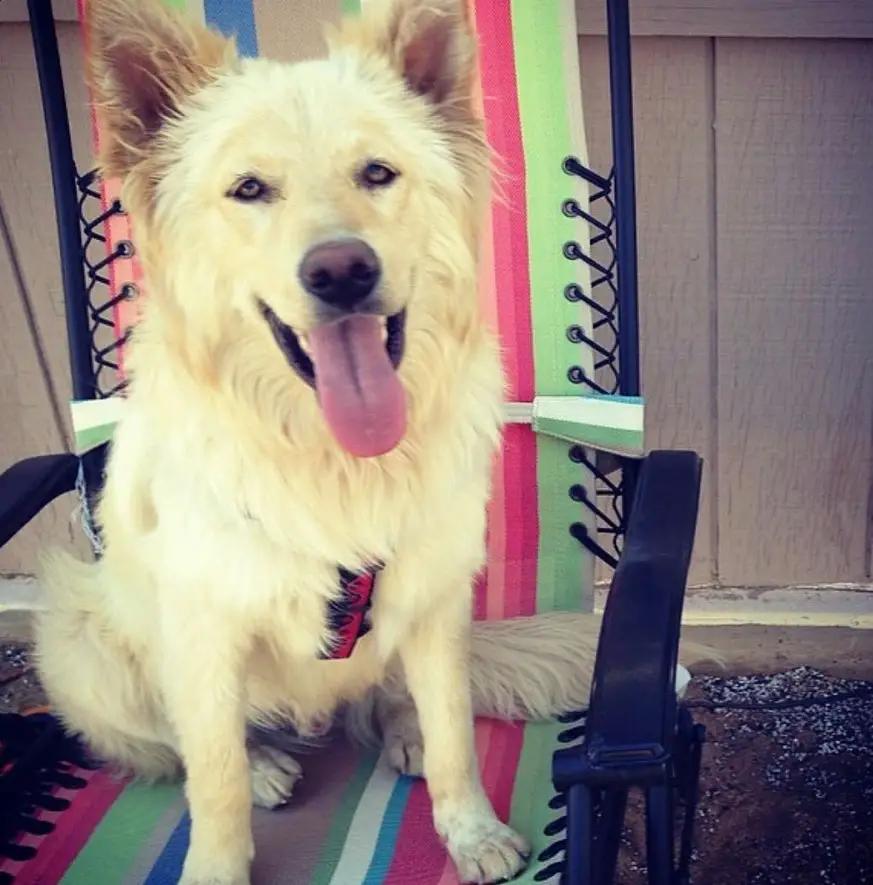 A Husky Golden Retriever mix siting on the chair outdoors with its tongue out