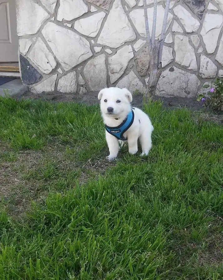 A white Husky Golden Retriever mix puppy walking in the grass