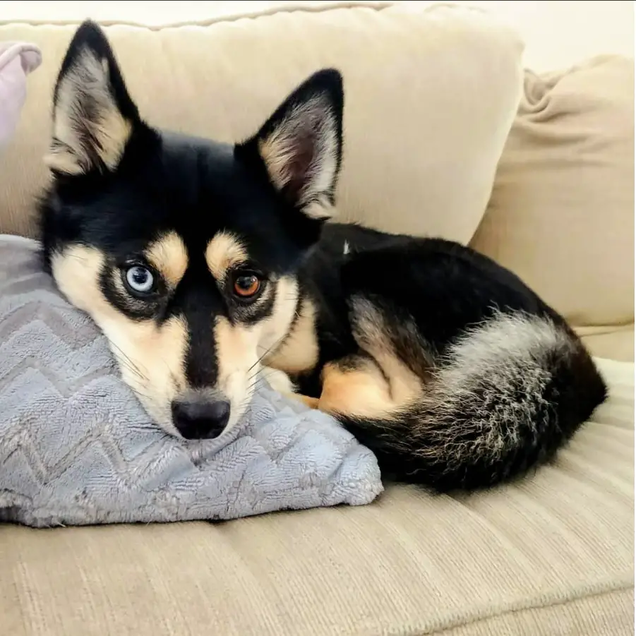Pomsky puppy sitting on the couch
