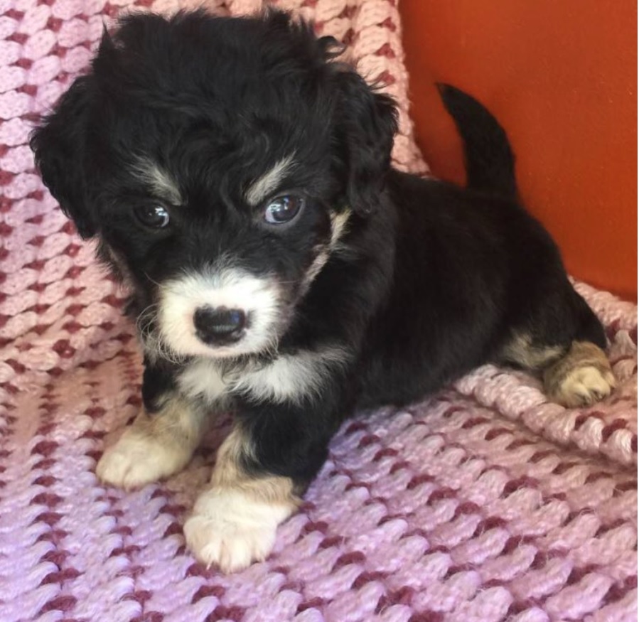 a black and cream Huskypoo puppy lying on its bed