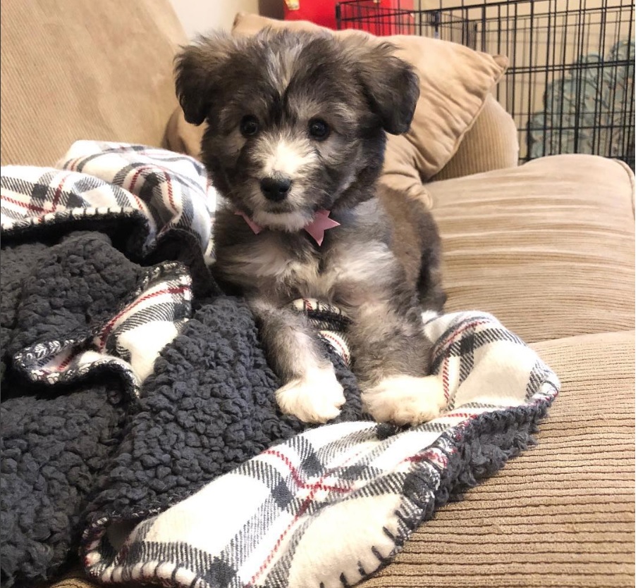 A Huskypoo puppy lying on the couch with its adorable face