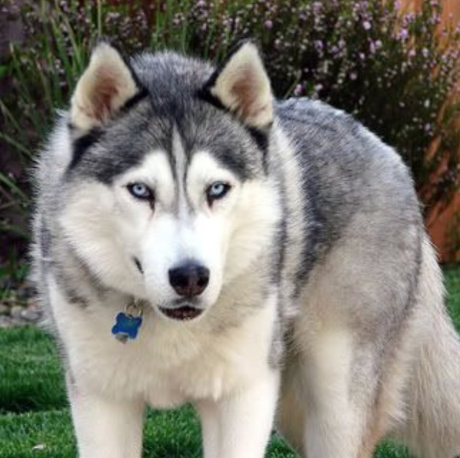 Husky Wolf with its blue eyes walking in the garden