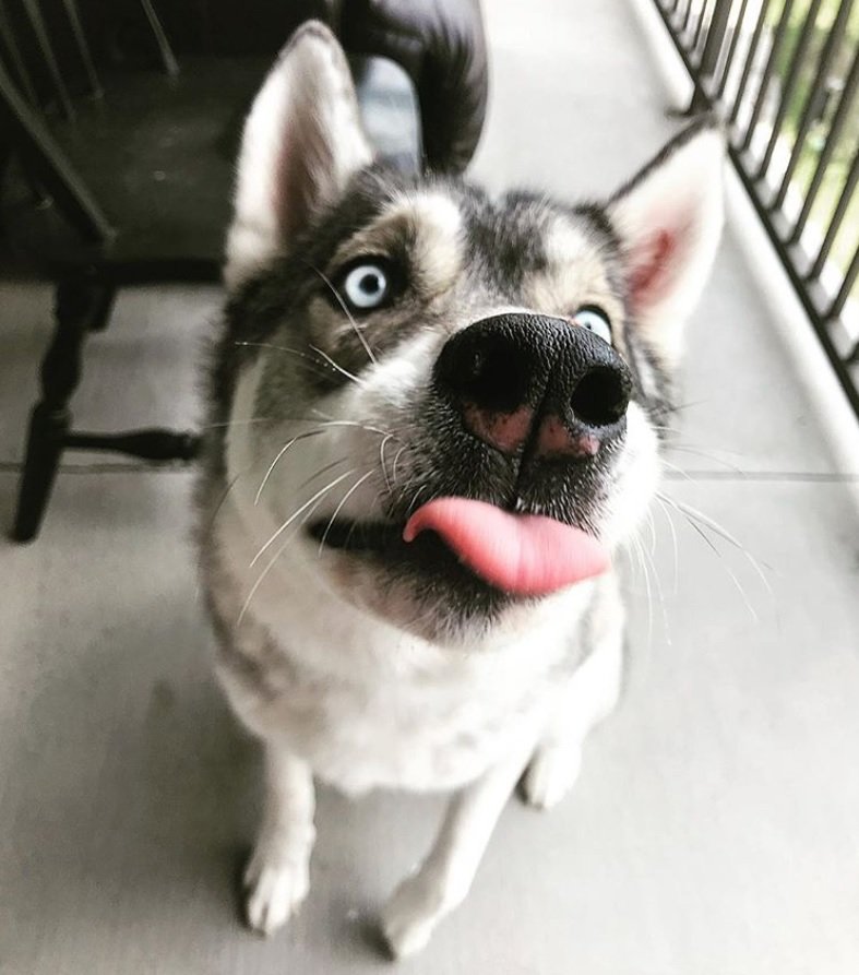Husky Wolf dog sitting on the floor while licking its mouth