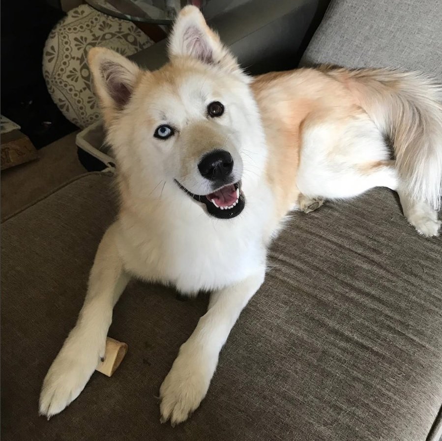 Husky Wolf lying on the couch while looking up smiling