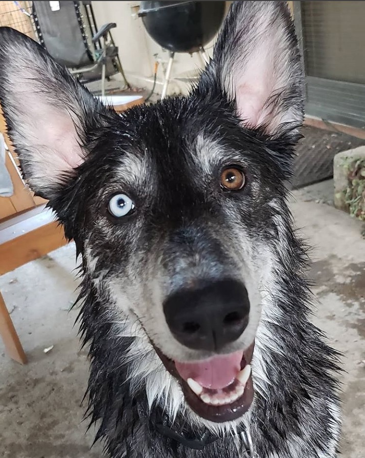 a smiling wet Husky Wolf