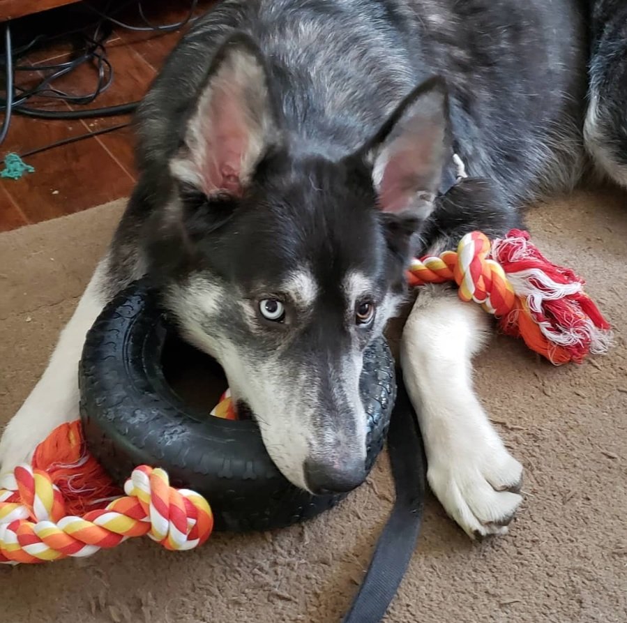 Husky Wolf lying down on the floor while biting a small tire