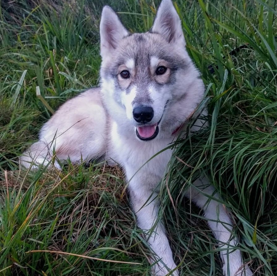 Husky Wolf dog lying down on the green grass