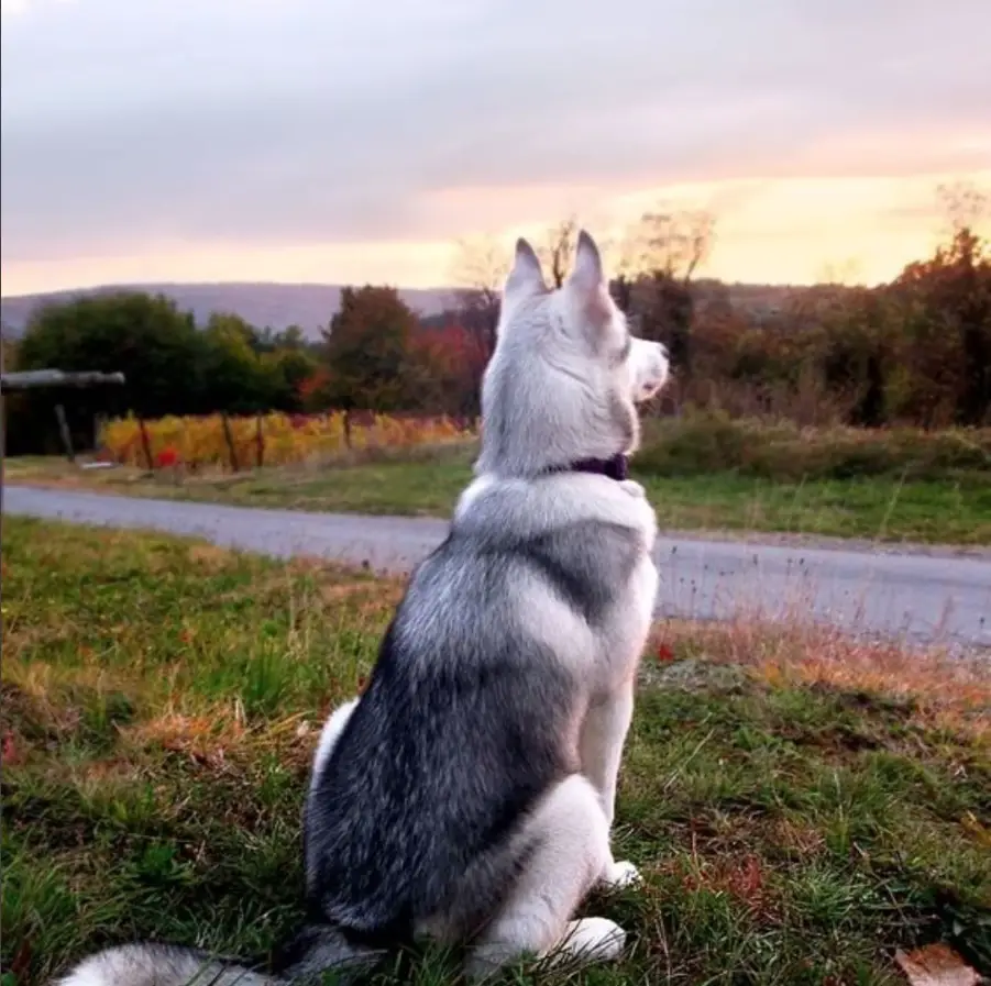 Husky Wolf sitting on the grass while watching the sunset