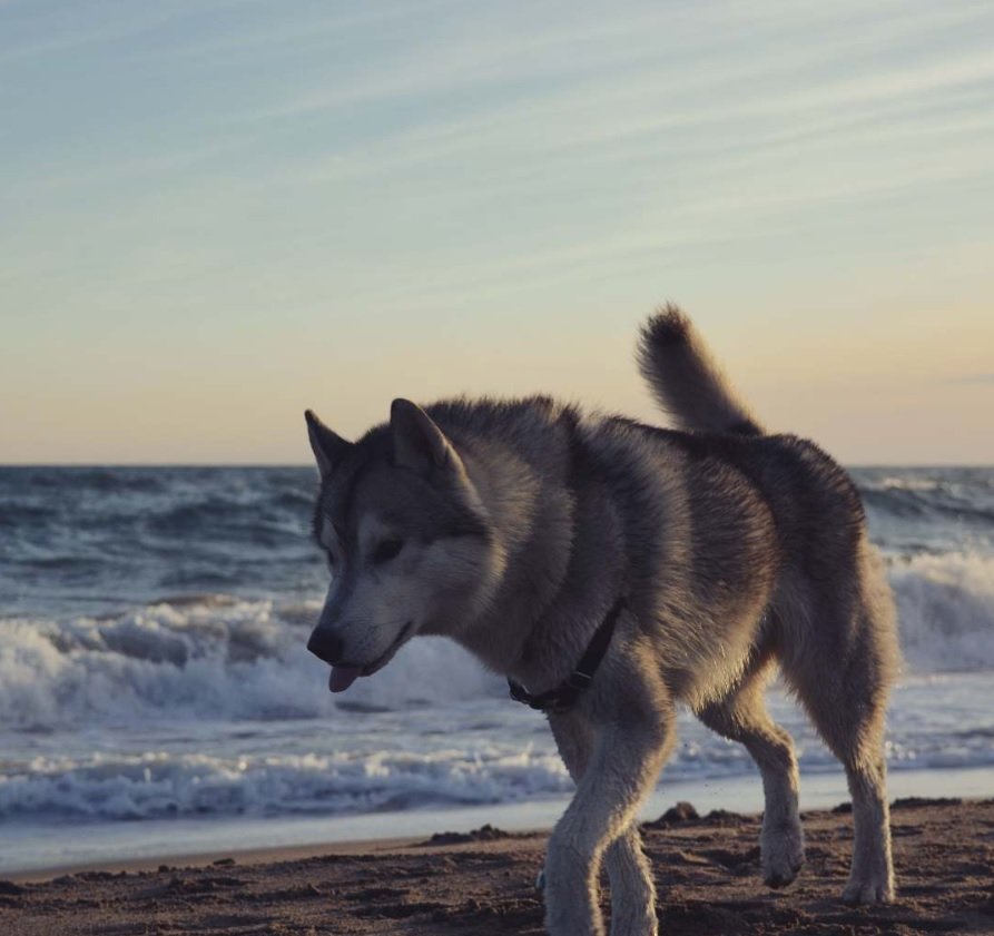 Wolf Husky dog walking by the seashore