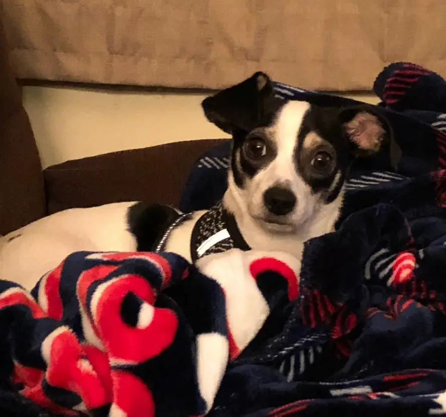 A Jack Chi lying on the couch on top of its blanket