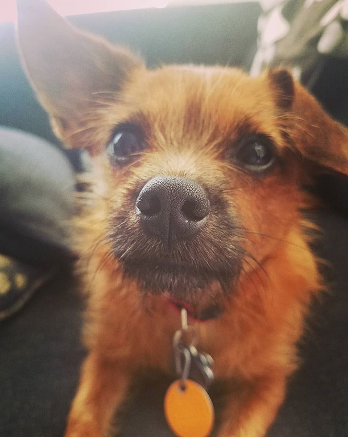 A Jackshund sitting on the couch with its begging face