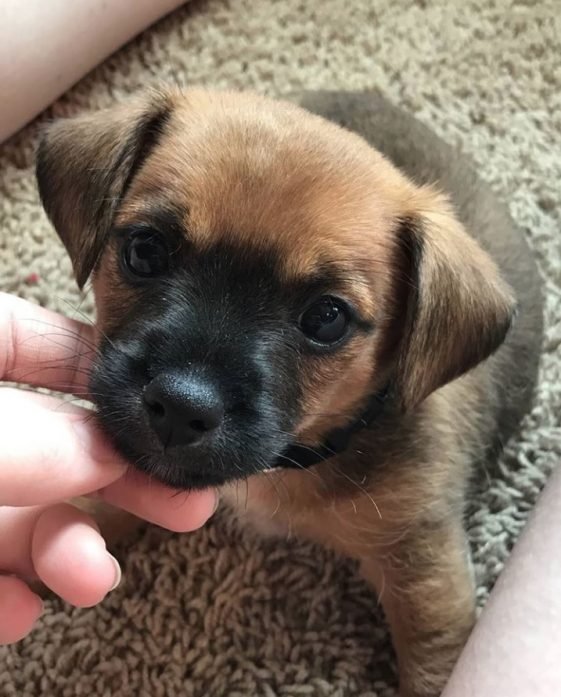 15 Jack Russell Terriers Mixed With Dachshund The Paws