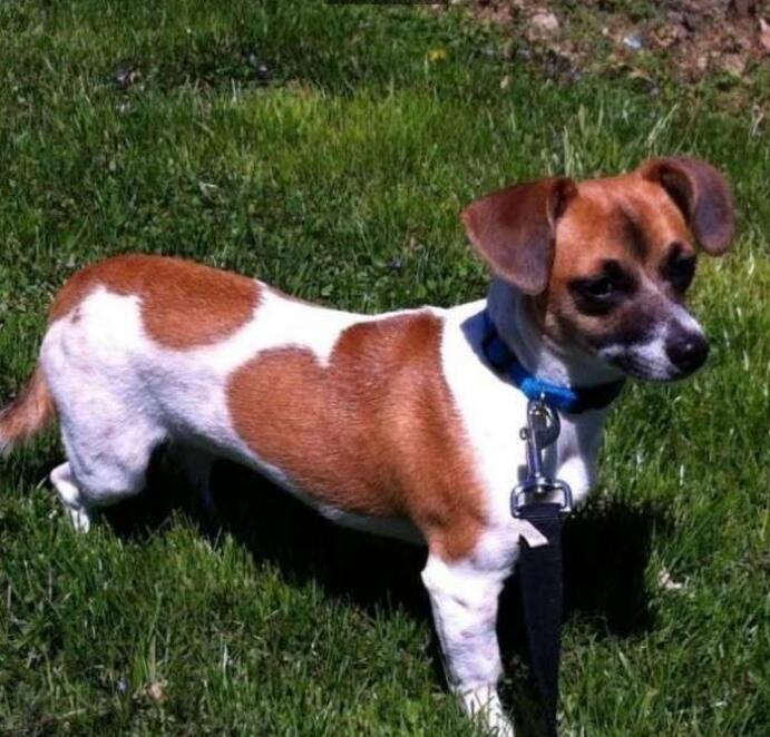 A Jackshund standing on the green grass under the sun