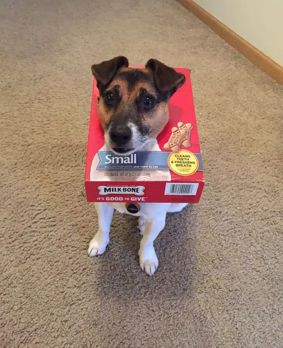 Jack Russell Terrier with a treats box around its neck costume while sitting on the floor