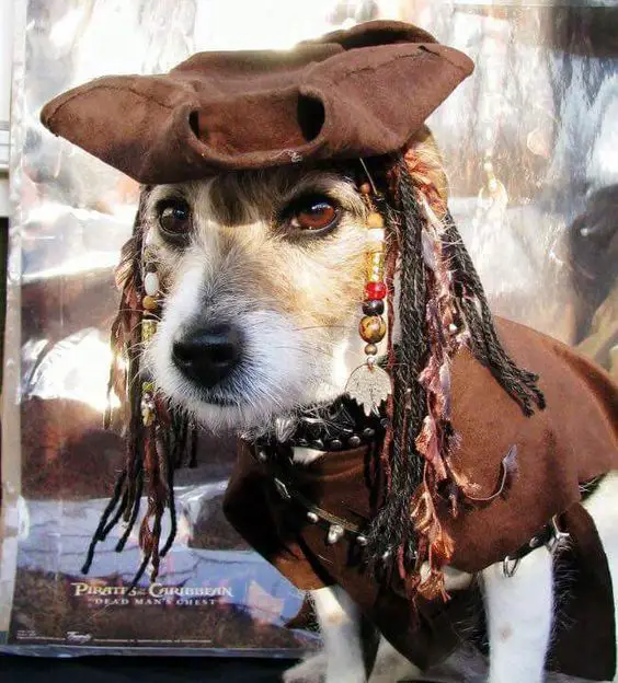 Jack Russell Terrier in Captain Jack costume