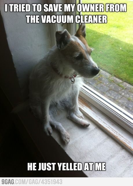 Jack Russell Terrier sitting by the windowsill photo with a text 