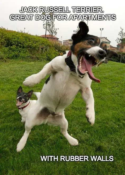 Jack Russell Terrier in the backyard jumping with its mouth wide open photo with a text 