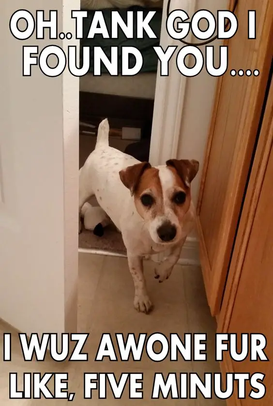 Jack Russell Terrier walking from behind the door photo with a text 