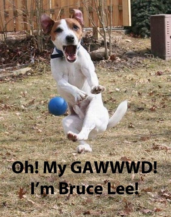 Jack Russell Terrier chasing the ball photo with a text 