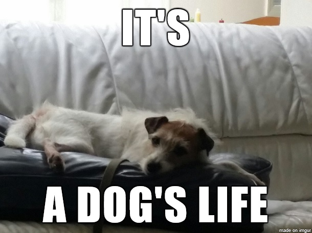 Jack Russell Terrier resting on its mattress bed photo with a text 