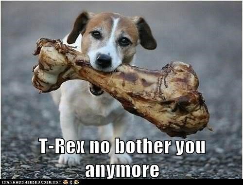Jack Russell Terrier carrying a big bone with its mouth photo with a text 