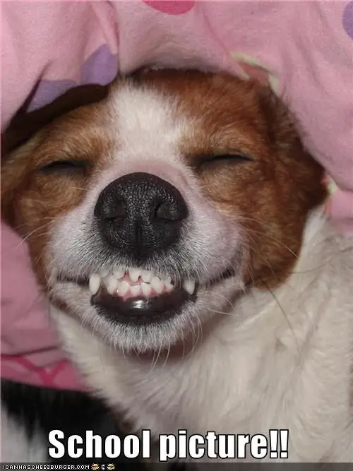 Jack Russell Terrier smiling while sleeping photo with a text 