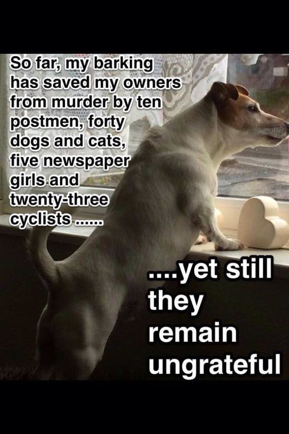 Jack Russell Terrier standing up by the windowsill photo with a text 