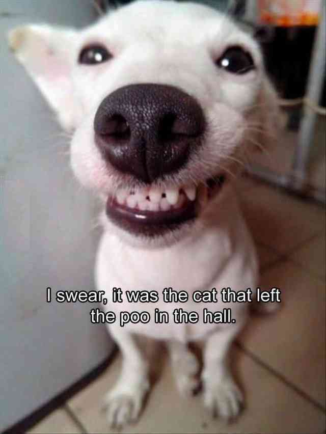 Jack Russell Terrier sitting on the floor while smiling with its full teeth photo with a text 