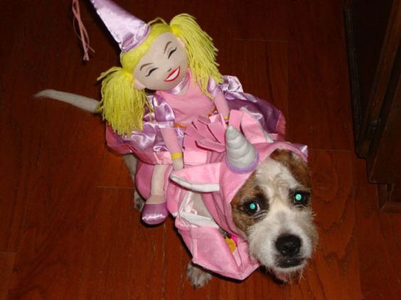 Jack Russell Terrier with a stuffed toy girl riding on top of it costume