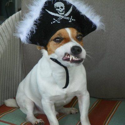 Jack Russell Terrier in Pirate look with its angry face while sitting on the couch