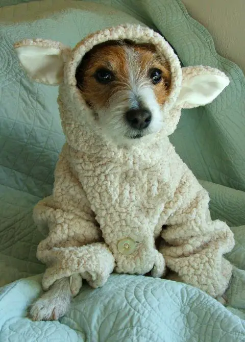 Jack Russell Terrier in sheep sweater while sitting on the bed