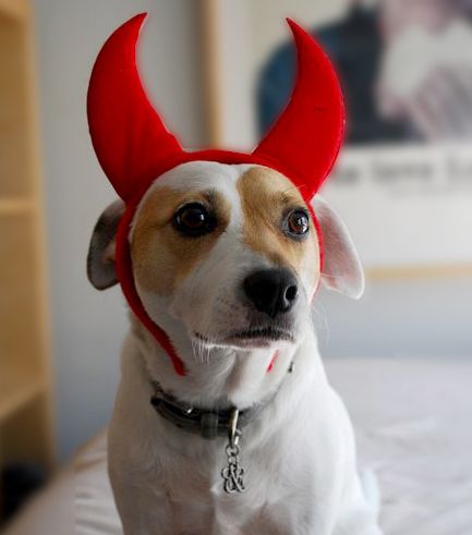 Jack Russell Terrier wearing a devil headband