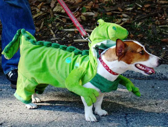 Jack Russell Terrier in dinosaur costume walking outdoors