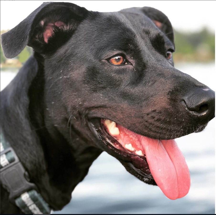 A black Pitador looking sideways with its tongue out