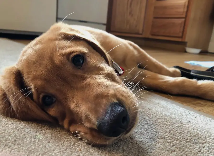A Golden Lab lying on the floor with its sad face