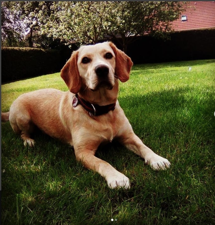 Labrador Beagle dog lying in the yard