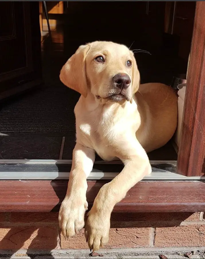 A Golden Lab lying in the front door with sunlight on its face