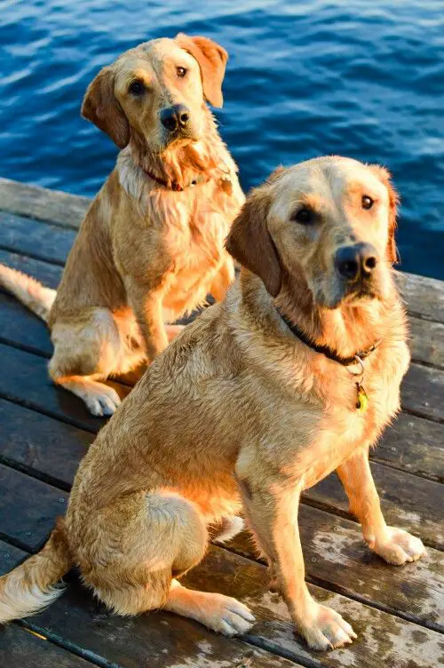 two wet Golden Labradors sitting by the ocean