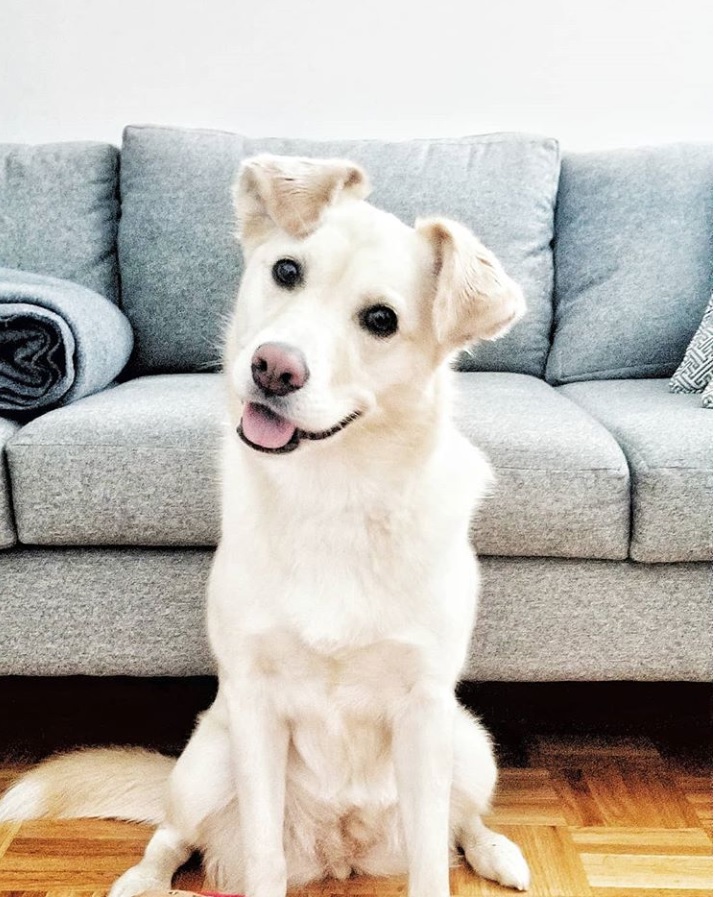 Huskador sitting on the floor while smiling on front of the couch