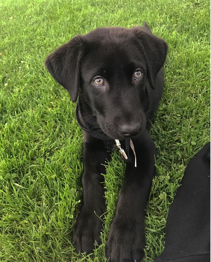 black Huskador puppy lying on the green grass