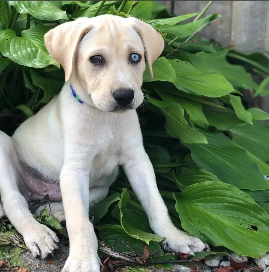 Labsky sitting on the base of a plant with big leaves in the garden