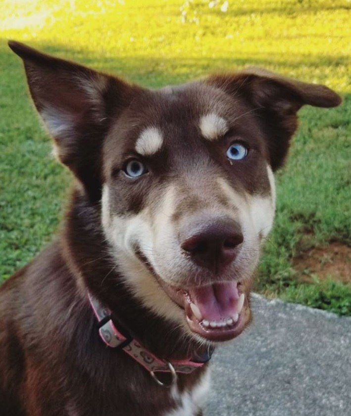 Labsky dog with its one ear up and smiling while sitting on the concrete at the park