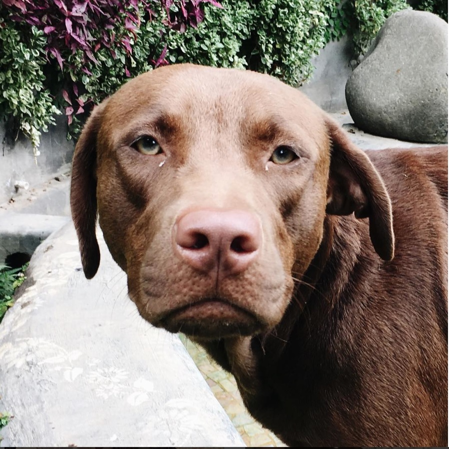 A brown Pitador standing at the park