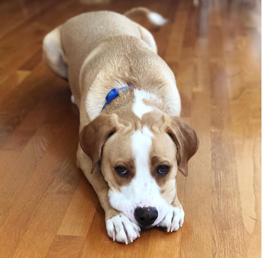 A Pitador lying on the floor with its begging face on top of its paws