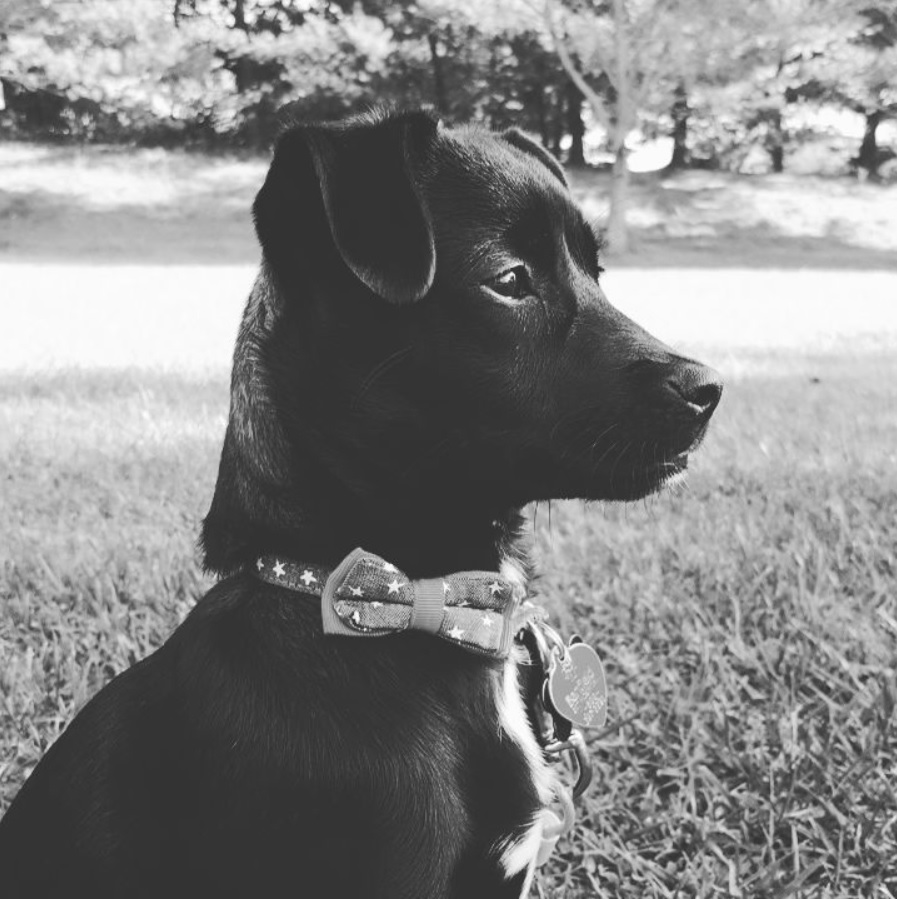 A Labrahuahua sitting on the grass at the park