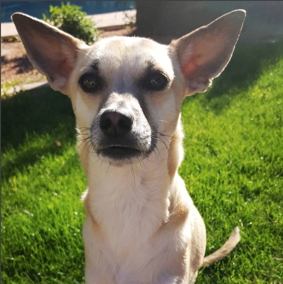 A Labrahuahua sitting on the grass